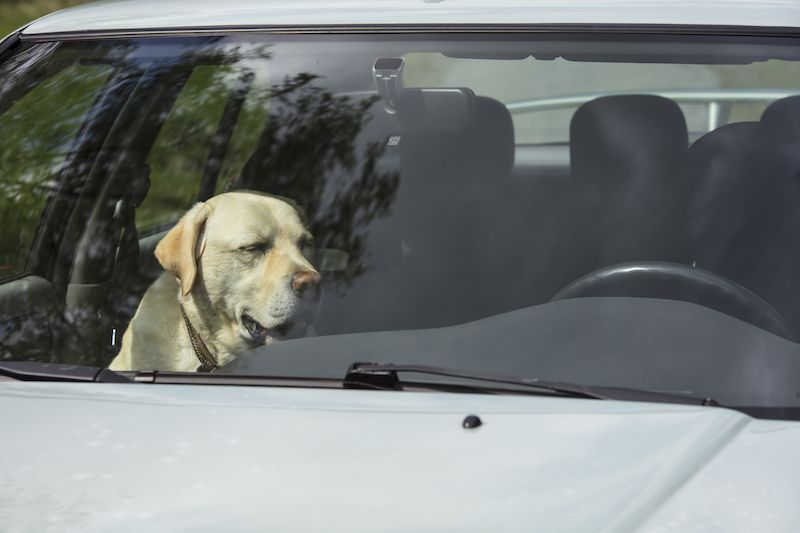 Welfare calls after dogs locked in cars
