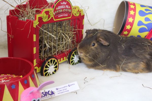 GSPCA focuses on Guinea Pigs for awareness month