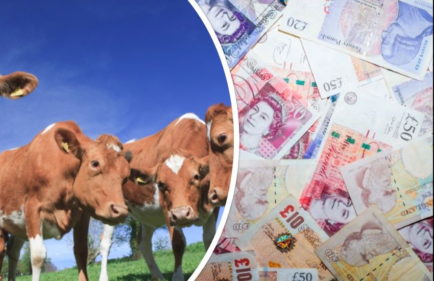£500k emergency support for dairy farmers