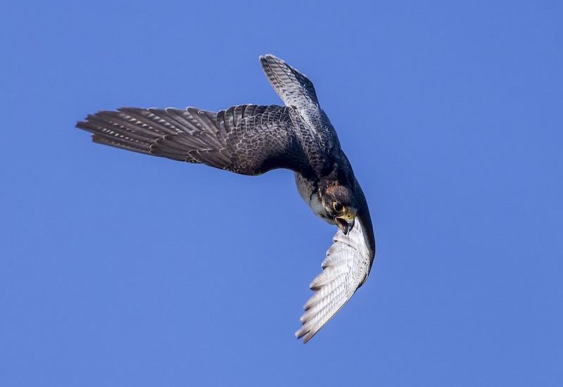 Poisoning of peregrines 
