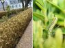 Pesticide-free guidance issued for box caterpillar invasion