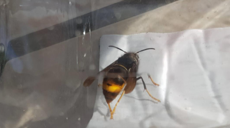 More Asian hornets found