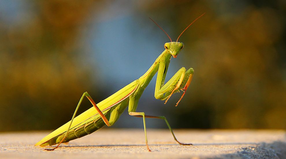 Praying mantis found and more could be on the way