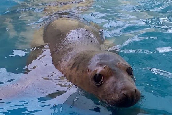 Skinniest seal pup takes her first dip