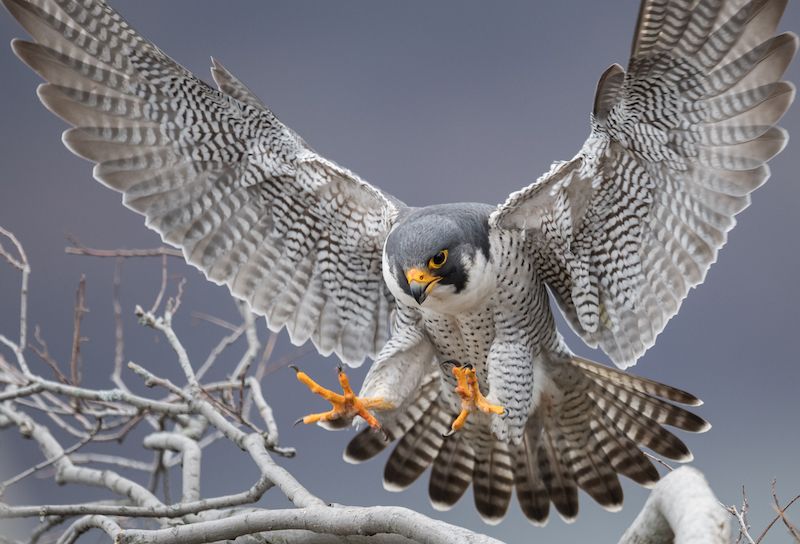 Falcons killed by hazardous pesticides