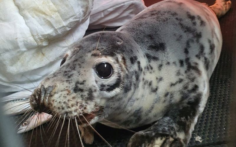 Maverick the first seal pup rescue of 2022 rescued at Les Pecquiries