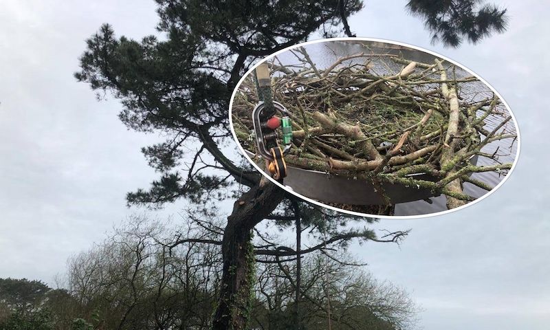 More trees and Ospreys thanks to Guernsey Water