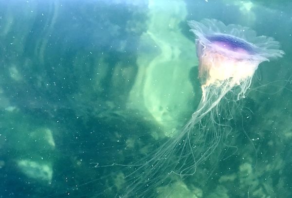 Hot weather brings jellyfish to Guernsey