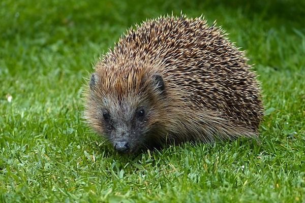 Help the hedgehogs in the heatwave