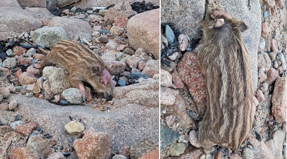 Suspected wild boar washes up in Jersey