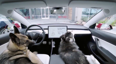 Animal charities have ‘serious concerns’ over Tesla’s Dog Mode