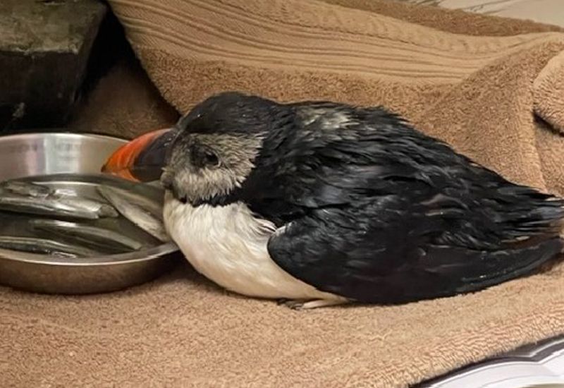 Stormy weather casualty Oscar Puff the Puffin the first rescued since 2014