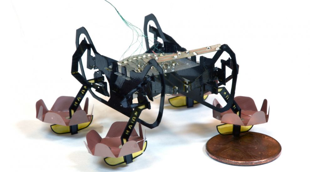 This cute robot cockroach can swim and even walk underwater