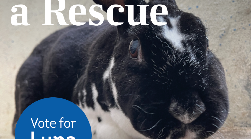 Luna the GSPCA rabbit is a winner