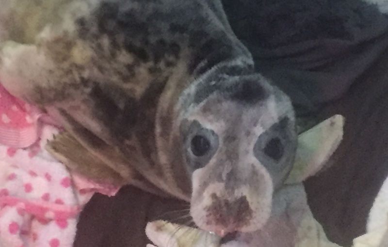 GSPCA takes in a fourth seal pup