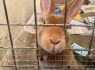 Call for donations as rabbit rehoming trumps cats and dogs
