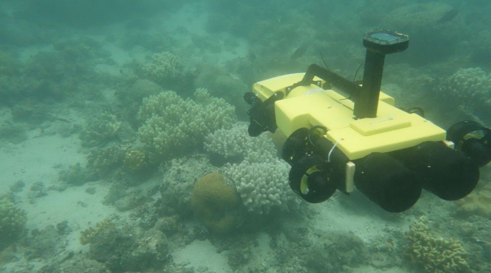 Underwater drones kill crown-of-thorns starfish to protect Great Barrier Reef