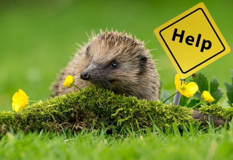 Hedgehogs need you to take responsibility