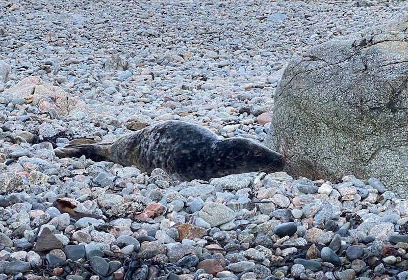 Severely underweight seal rescued by GSPCA