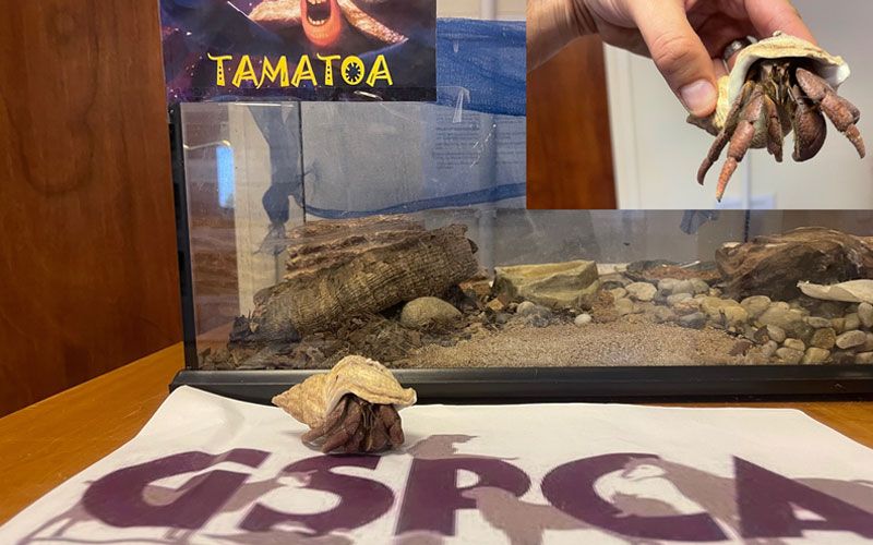 Tamatoa the hermit crab at the GSPCA in need of a home