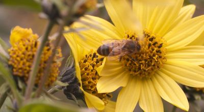 Smart hives to help researchers understand the decline of bees