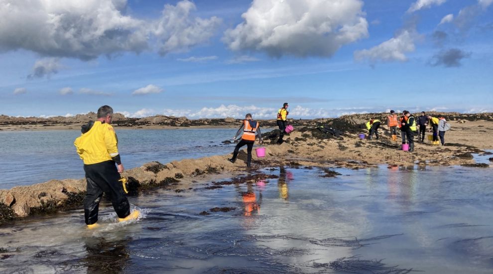 WATCH: Jersey rescue operation after dolphins gets stuck in shallow water