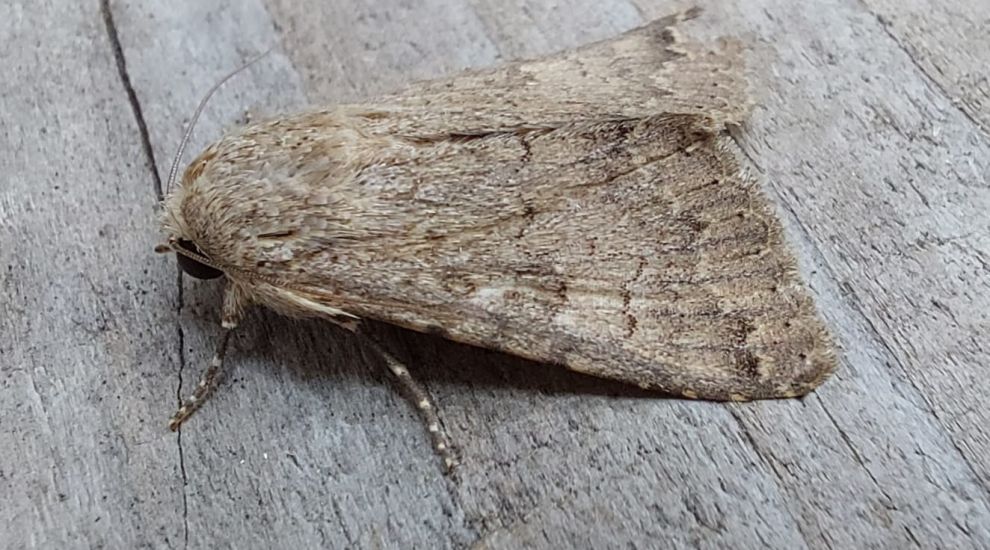 Moth species makes Channel Island debut