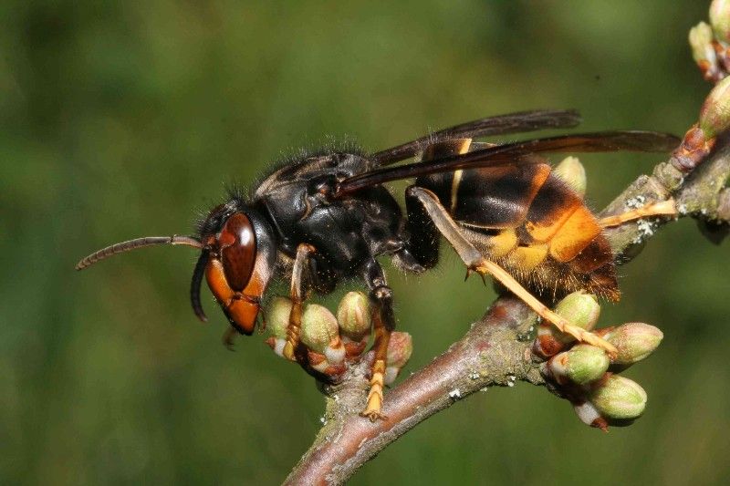 Asian hornets spotted in the Castel