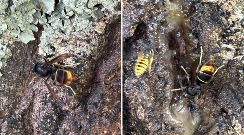 Three nests identified