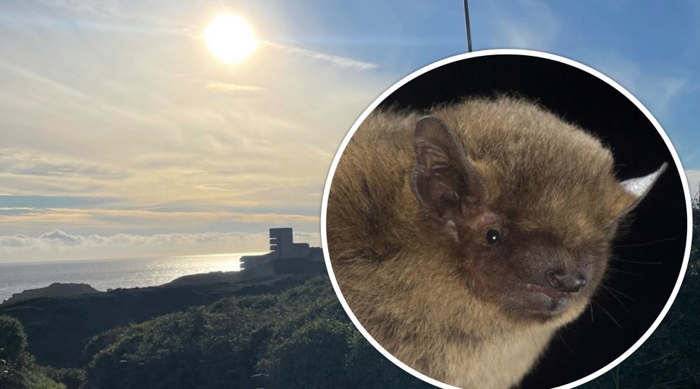 The Bailiwick Bat Survey returns