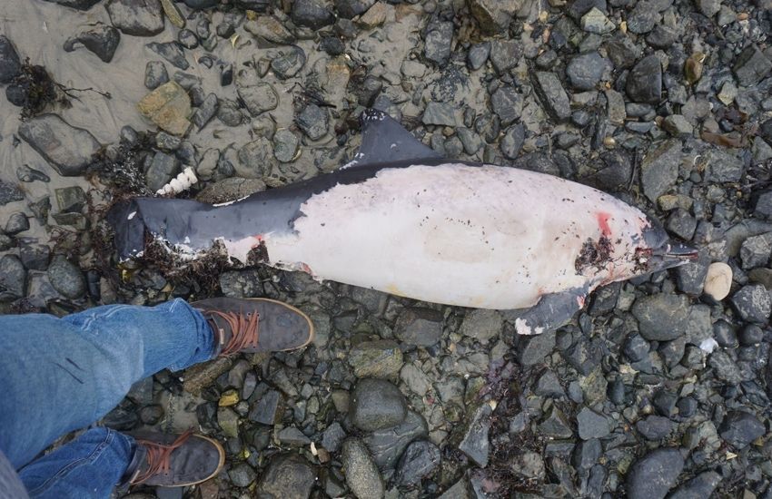 Dead dolphin found on east coast