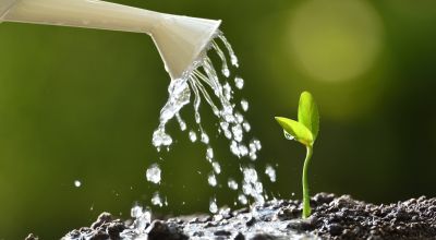 This eco-friendly self-watering flowerpot is made from recycled food waste