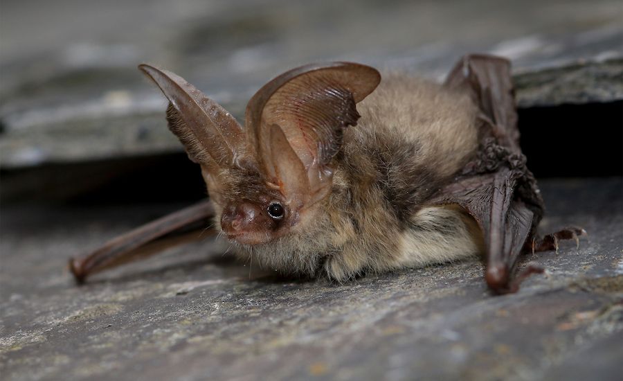 Indication of struggle for bats as recordings fall
