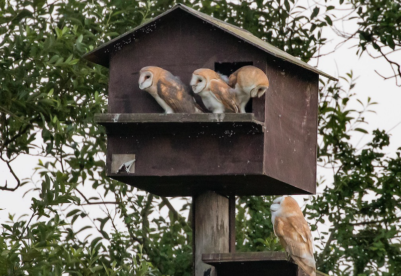 Can you help? Barn Owl project launched