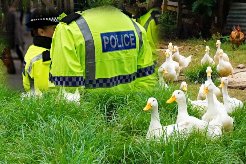 Ducks killed in suspected dog attack