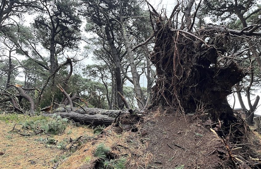 GALLERY: Storm Ciaran - the aftermath