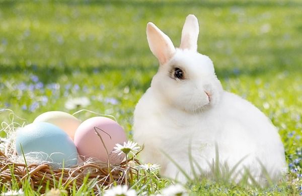 Bunny ban! Rabbits for life; not just Easter