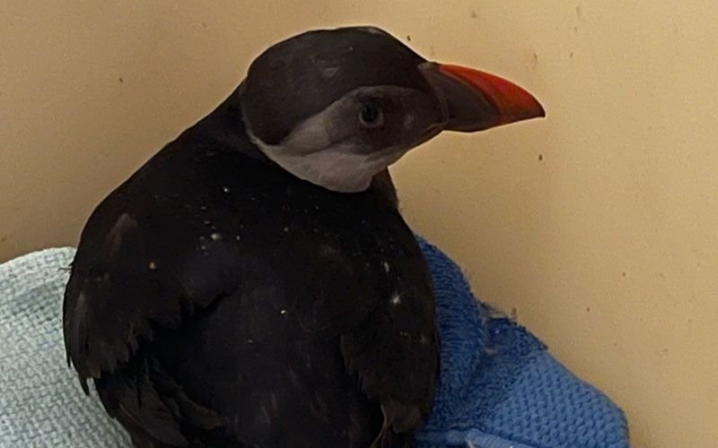 Pedro the Puffin rescued in Lihou