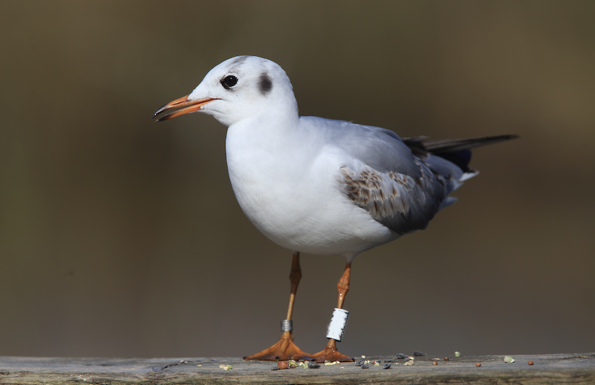 Bird ‘ringing’ in Alderney stopped until further notice as avian flu spreads