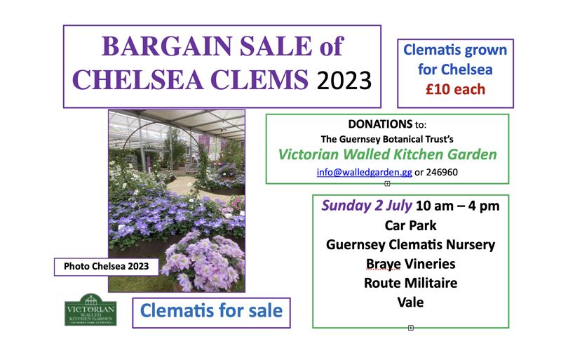 Bargain Sale of Guernsey Clems