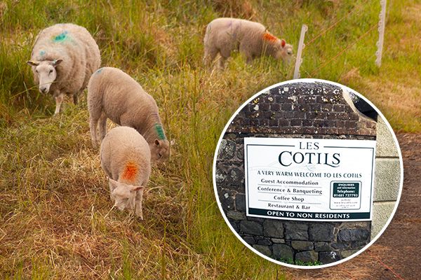 Sheep flock to Les Cotils...