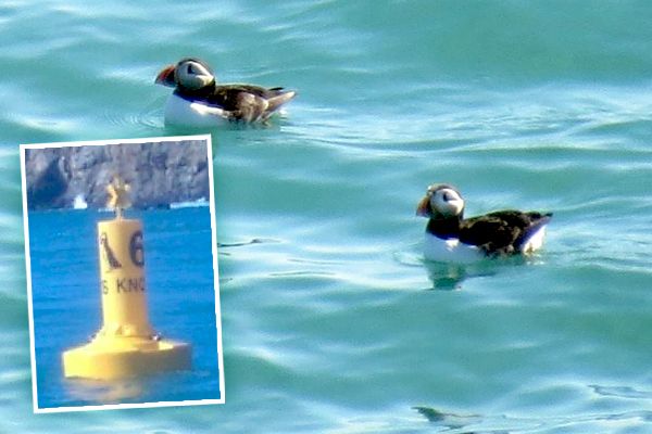 Buoys out to protect puffins