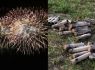 Guernsey Waste urge safety around fireworks