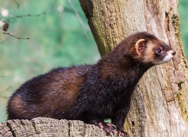 Feral ferrets becoming local pests
