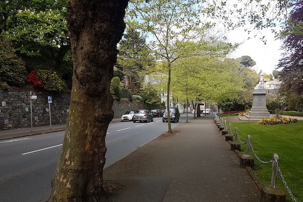 Trees to be removed for pedestrian safety