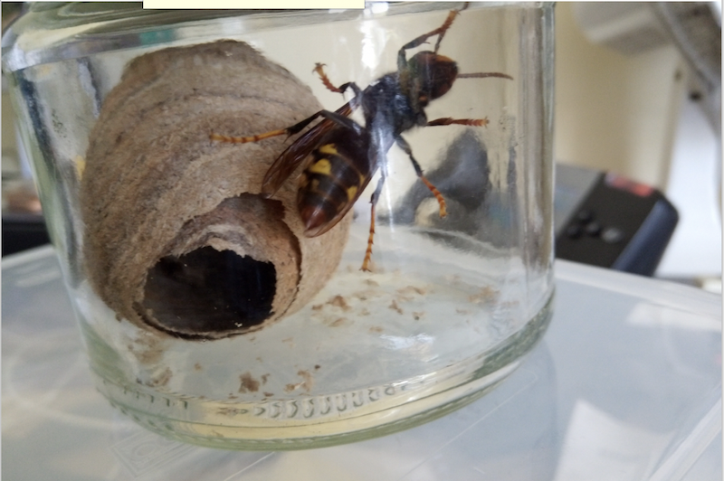 Suspected Asian hornet nest in St Saviour's