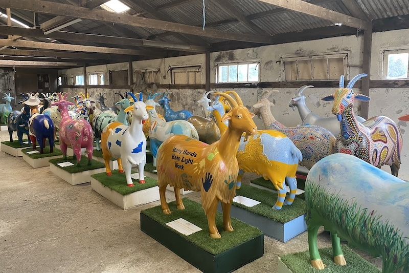 Golden Guernsey Goats up for auction