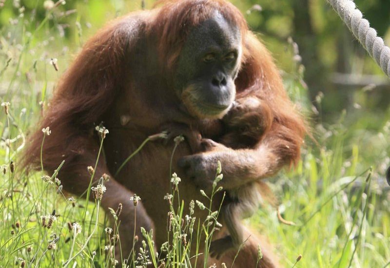 Orangutan work out