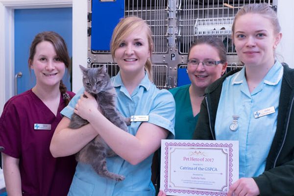 GSPCA Rescue Cat Catrina wins the Isabelle Vets Pet Hero for 2017