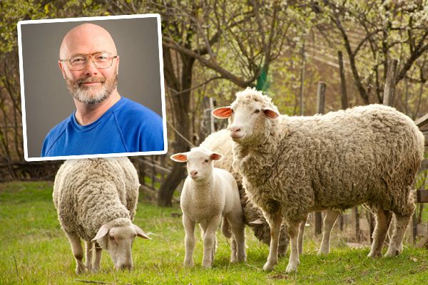 Sheep attacks continue: but new laws on the way